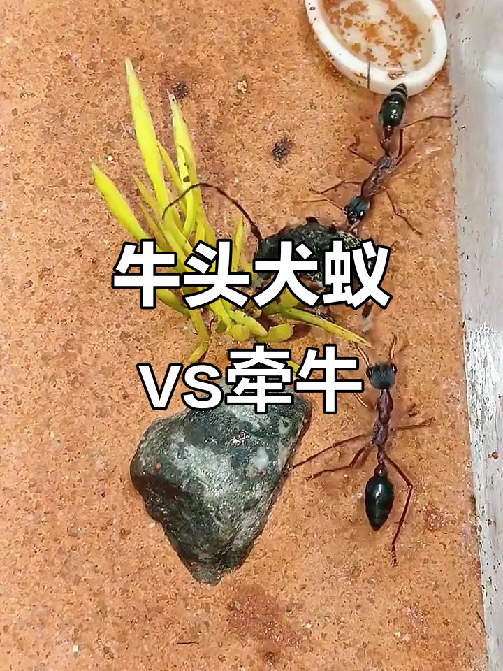 第戎战平对手,难分胜负 第戎战平对手,难分胜负